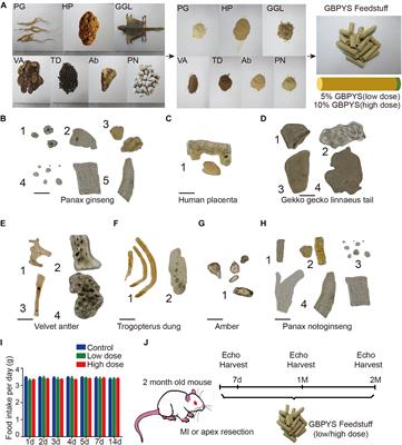 Repair of Adult Mammalian Heart After Damages by Oral Intake of Gu Ben Pei Yuan San